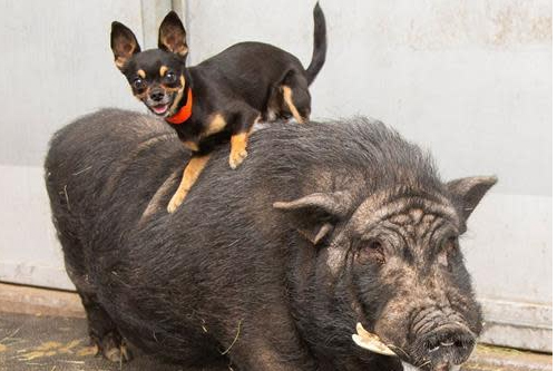 2025年第127期幽默猜测：高处的守望