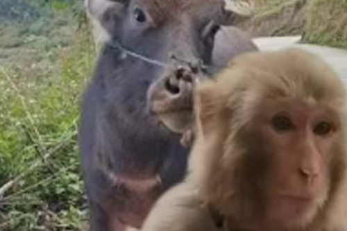 2025年第128期幽默猜测：树上的约定