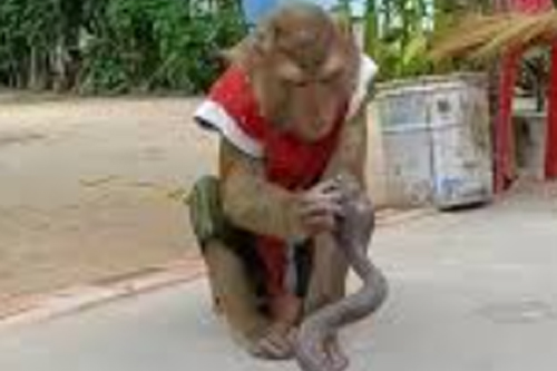 2026年第041期幽默猜测：奇怪的拥抱