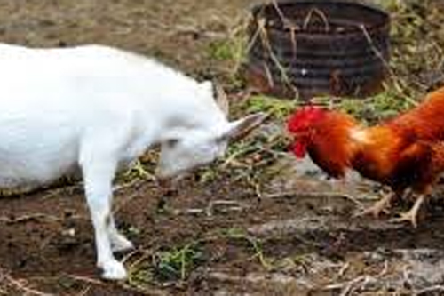 2026年第043期幽默猜测：草地争吵